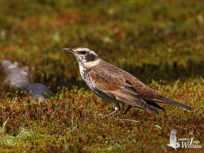 Dusky Thrush