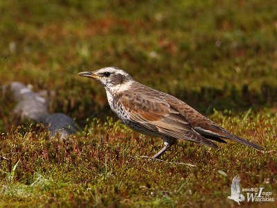 Dusky Thrush