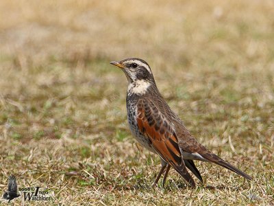 Dusky Thrush
