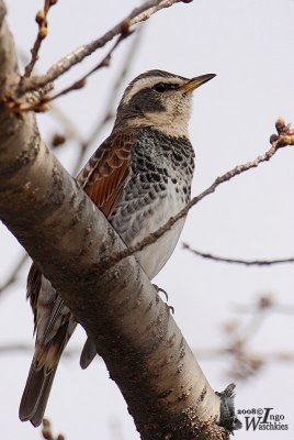 Dusky Thrush