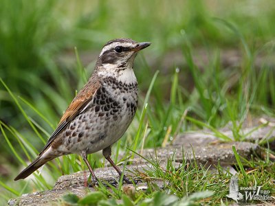 Dusky Thrush