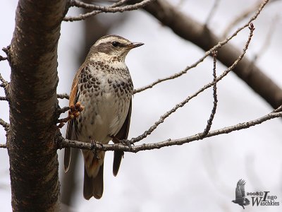 Dusky Thrush