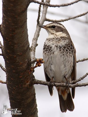 Dusky Thrush