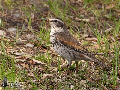 Dusky Thrush