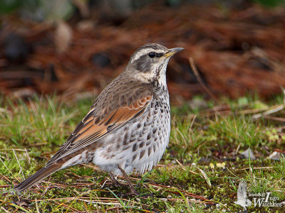 Dusky Thrush