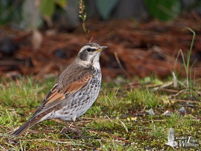 Dusky Thrush