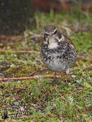 Dusky Thrush