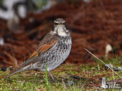 Dusky Thrush