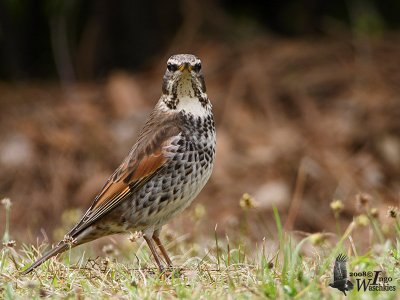 Dusky Thrush