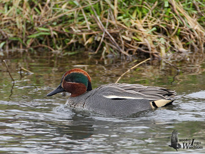 Adult male Eurasian Teal (ssp. crecca) in breeding plumage