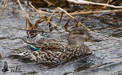 Female Eurasian Teal (ssp. crecca)