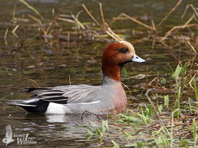 Male Eurasian Wigeon