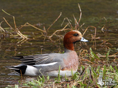 Male Eurasian Wigeon