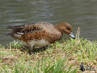 Female Eurasian Wigeon