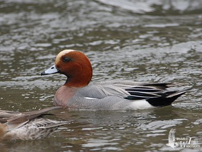 Male Eurasian Wigeon