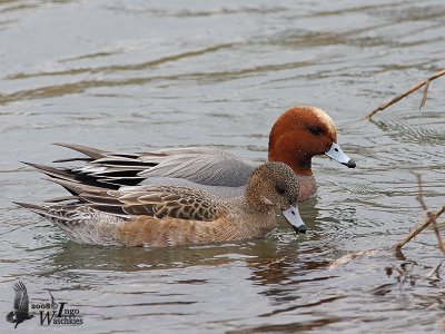 A pair of Eurasion WIgeons