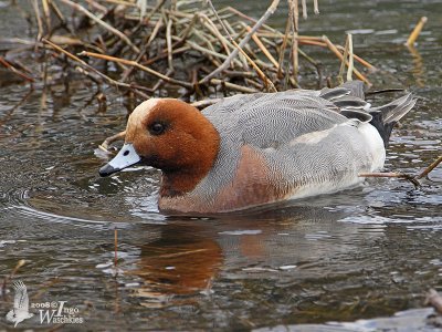 Male Eurasian Wigeon