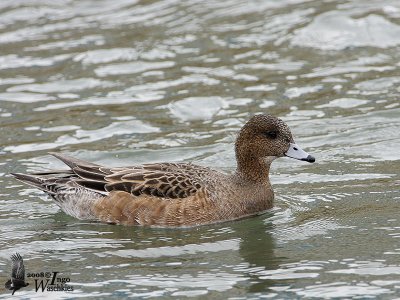 Female Eurasian Wigeon