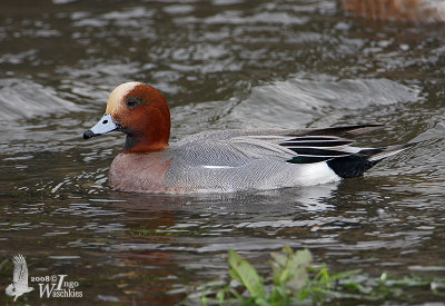 Male Eurasian Wigeon