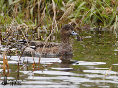 Female Eurasian WIgeon