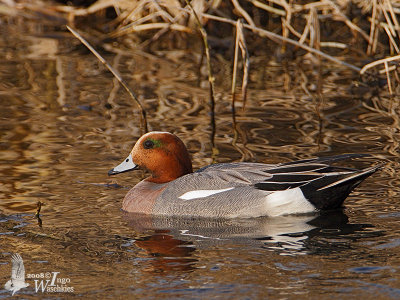 Male Eurasian Wigeon