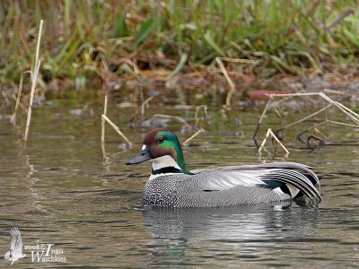 Male Falcated Duck