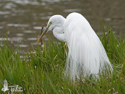 Adult Great Egret (ssp. modesta) in breeding plumage