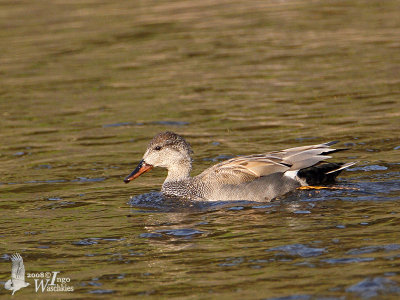 Male Gadwall