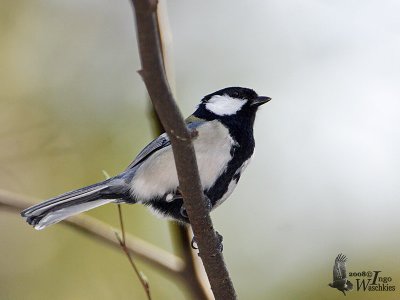 Japanese Tit (Parus minor)