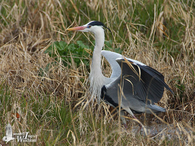 Adult Grey Heron (ssp. jouyi)