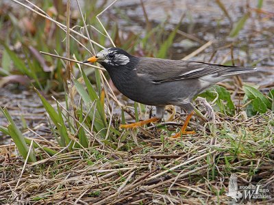 White-cheeked Starling