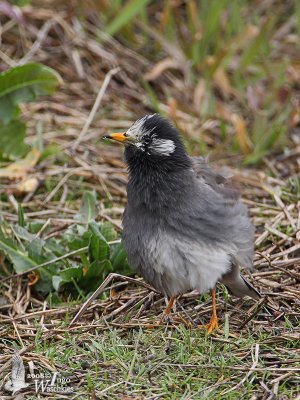 White-cheeked Starling