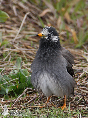 White-cheeked Starling