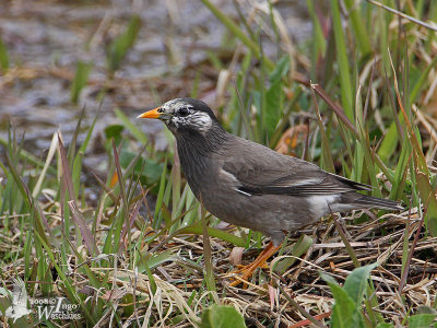 White-cheeked Starling