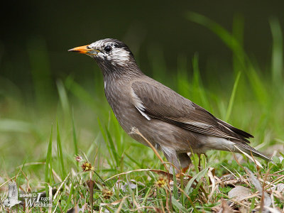 White-cheeked Starling (Spodiopsar cineraceus)