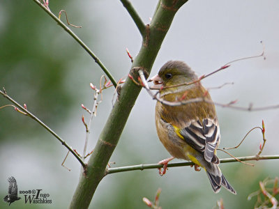 Grey-capped Greenfinch (Carduelis sinica)