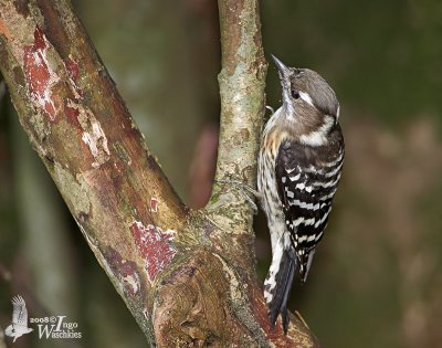 Japanese Pygmy Woodpecker