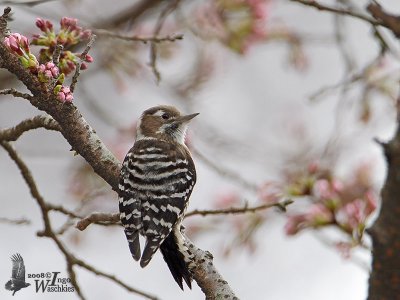 Japanese Pygmy Woodpecker