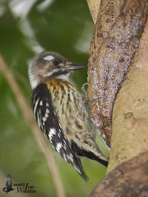 Japanese Pygmy Woodpecker