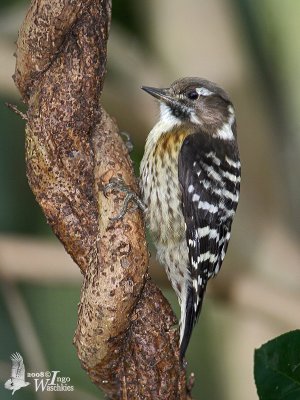 Japanese Pygmy Woodpecker (Dendrocopos kizuki)
