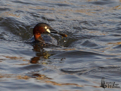 Adult Little Grebe (ssp. poggei)