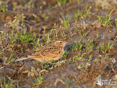 Eurasian Skylark (ssp. japonica)