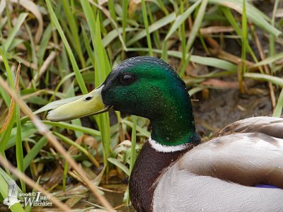 Adult male Mallard (ssp. platyrhynchos) in breeding plumage