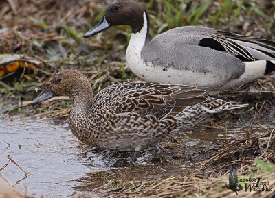 Pair of Northern Pintails