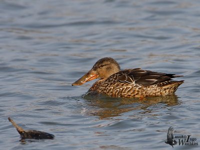 Female Northern Shoveler