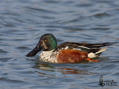 Male Northern Shoveler assuming breeding plumage