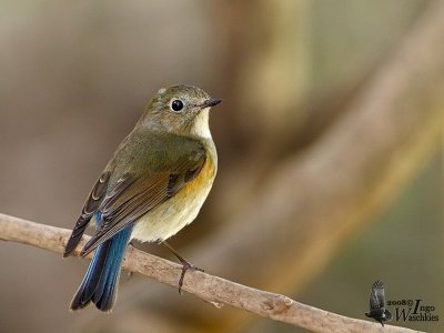 Female Red-flanked Bluetail