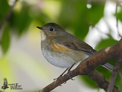 Female Red-flanked Bluetail