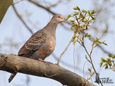 Oriental Turtle Dove