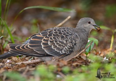 Oriental Turtle Dove